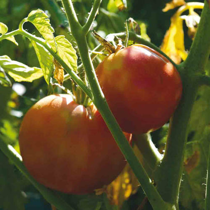 TAPPY'S HERITAGE NT TOMATO