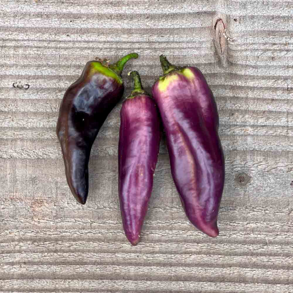 PIPPIN'S GOLDEN HONEY AB PEPPER