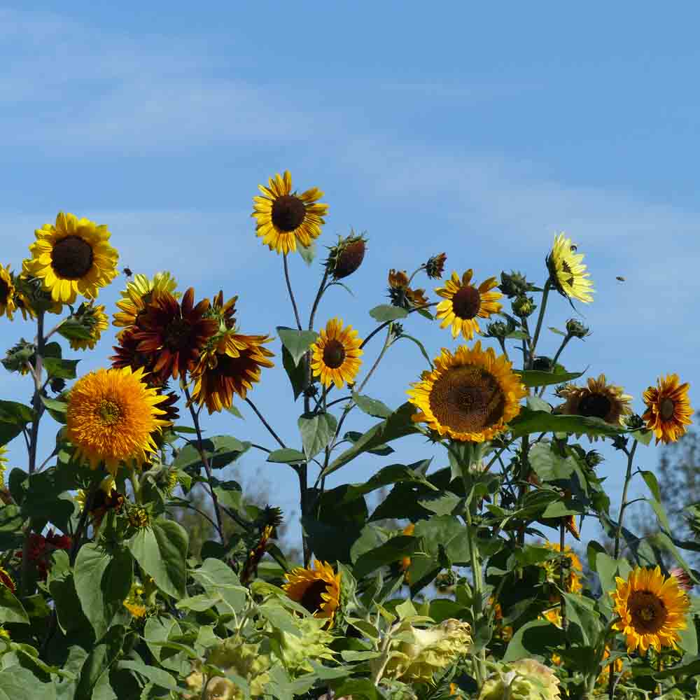 INCA EMPIRE SUNFLOWER IN NT MIXTURE