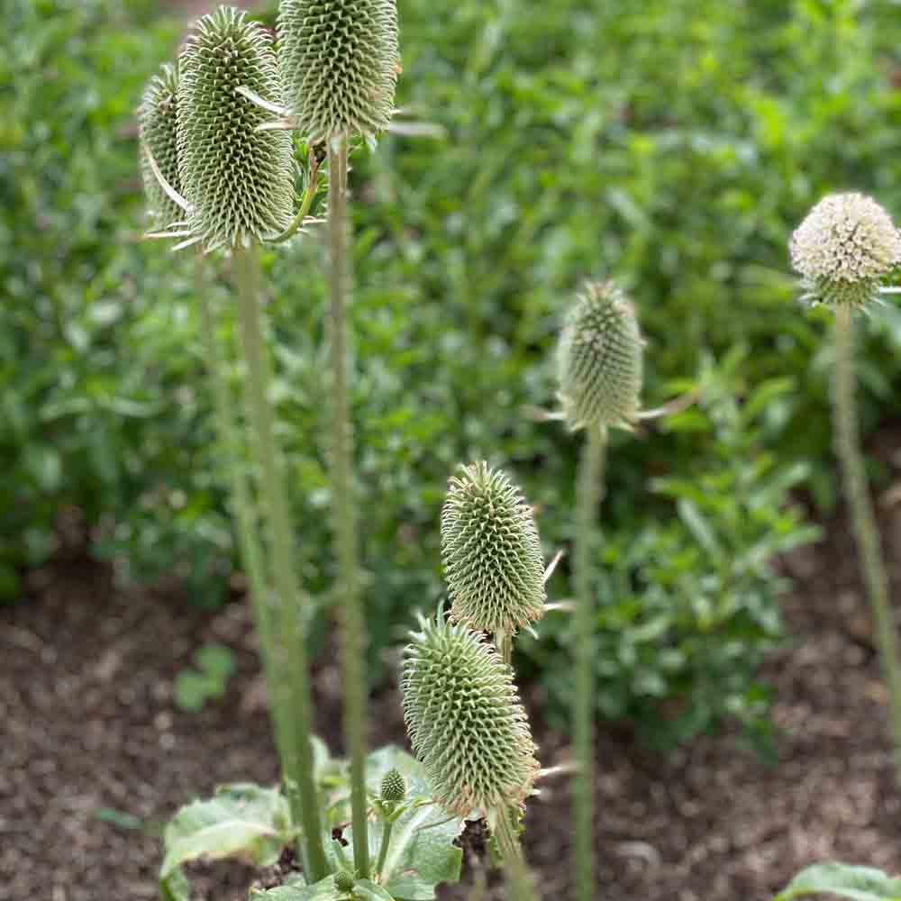 CARDERE CULTIVATED AB