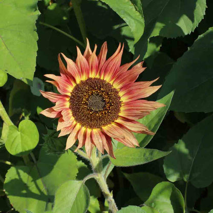 SUNFLOWER AUTUMN BEAUTY AB - PLANT