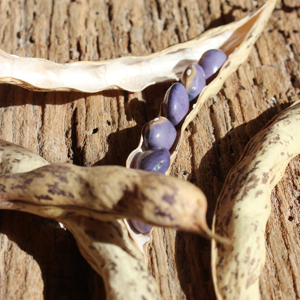 HARICOT A RAMES À GOÛT DE CHÂTAIGNE D’ECHENANS A ECOSSER AB 