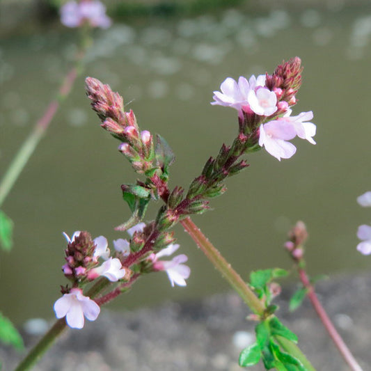 VERBENA OFFICINAL AB