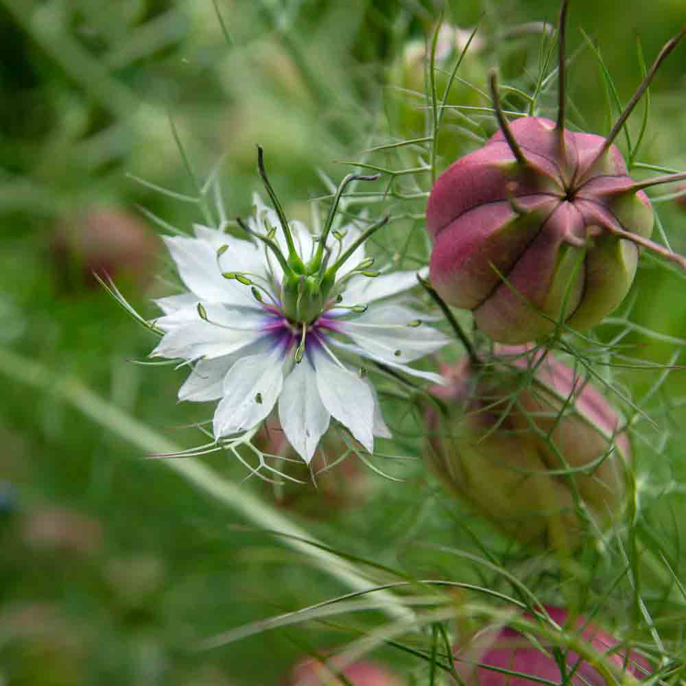 NIGELLE DE DAMAS BLANCHE A CAPSULE ROUGE AB