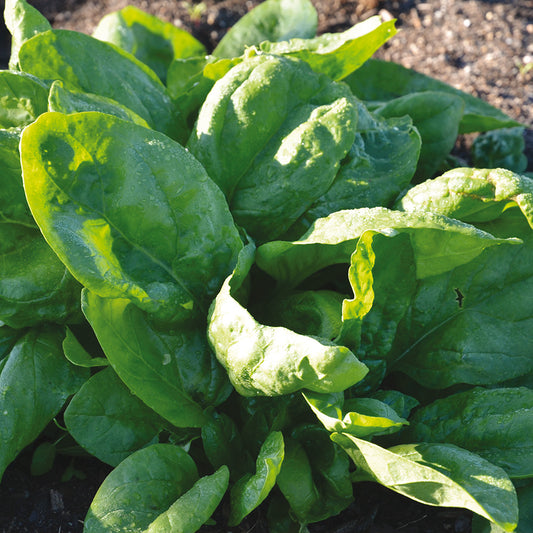 EPINARD BUTTERFLAY AB 