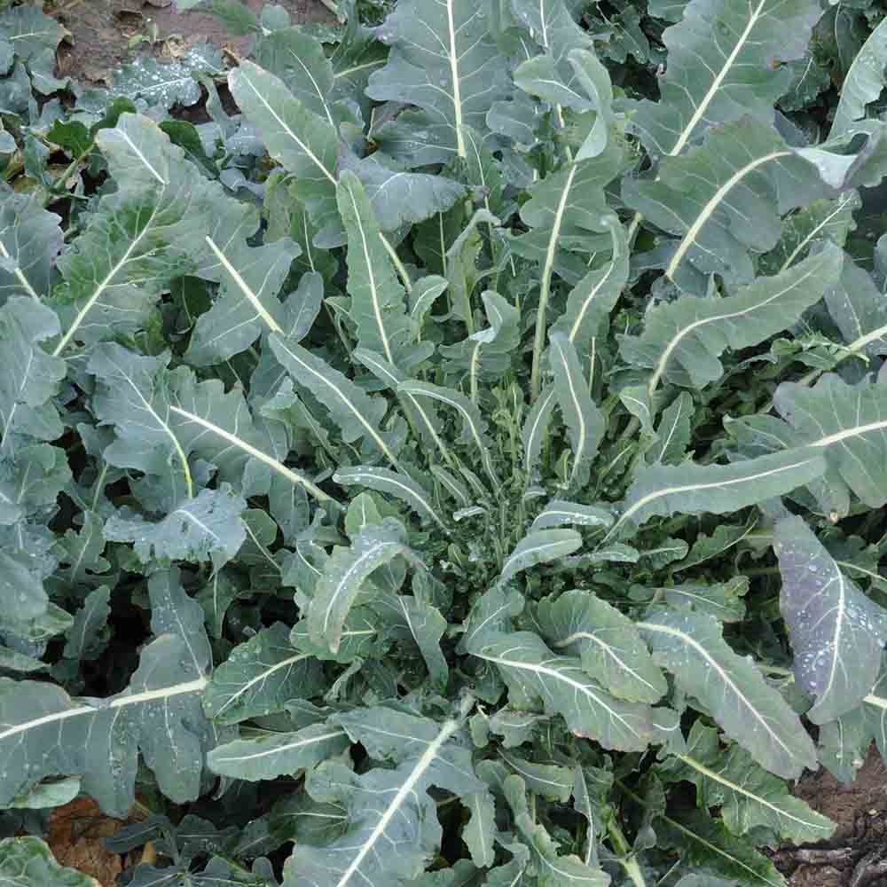 KOHL-BROKKOLI FIOLARO ODER WILDER BROKKOLI AB