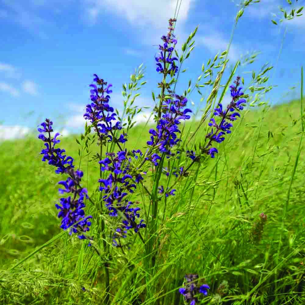 Wiesensalbei AB