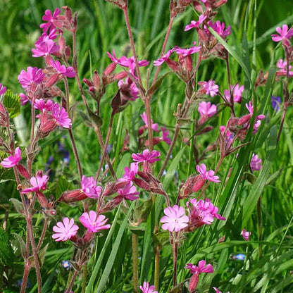 SOAP FLOWER SAPONARIA OFFICINALIS - PLANT