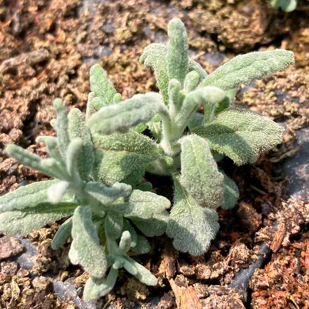SAUSAGE PLANT OR GERMANDREE POULIOT AB