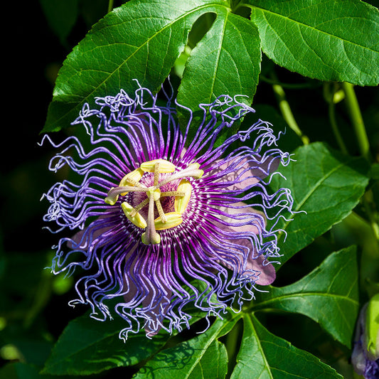 PASSIFLORE OFFICINALE AB 