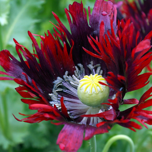 PAVOT DRAMA QUEEN AB 