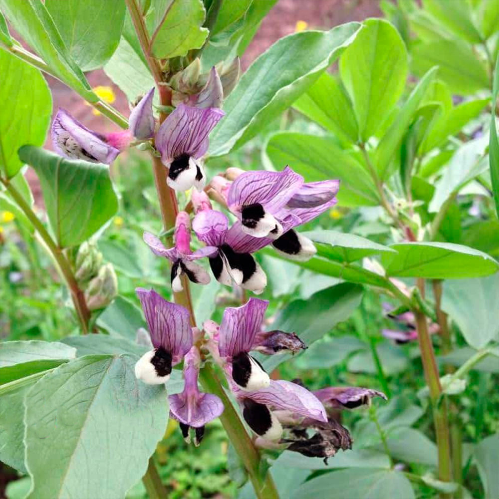 FÉVEROLLE DE PRINTEMPS AB 150 g 