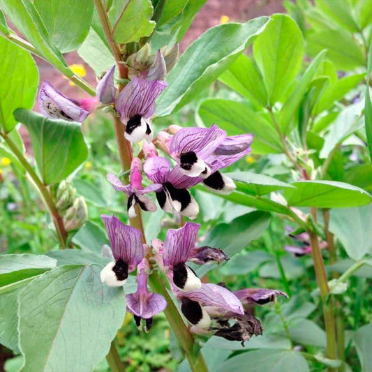 FÉVEROLLE DE PRINTEMPS AB 150 g 