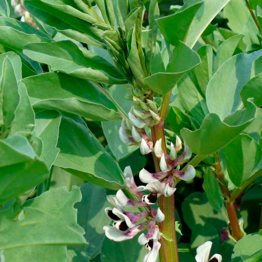 FÉVEROLLE D'HIVER AB 150 g 