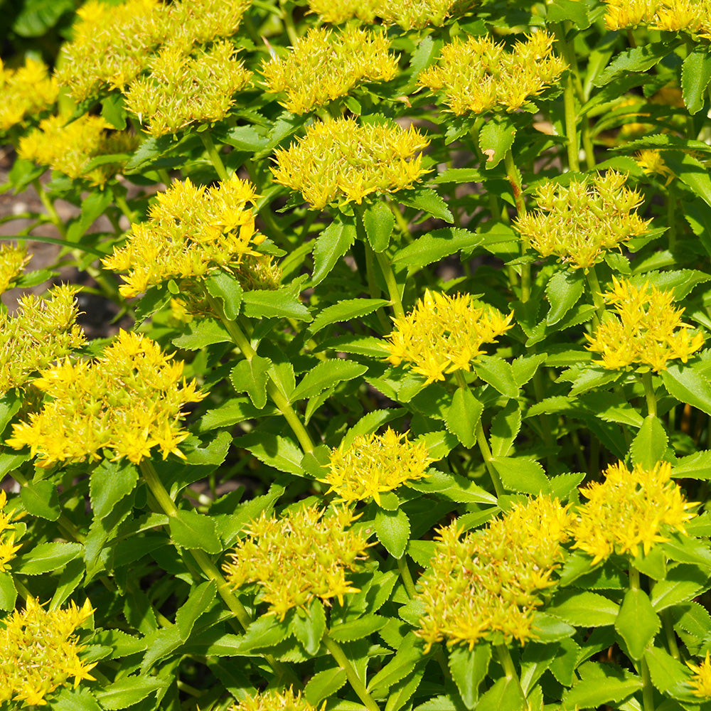 SEDUM OU ORPIN AIZOON AB 