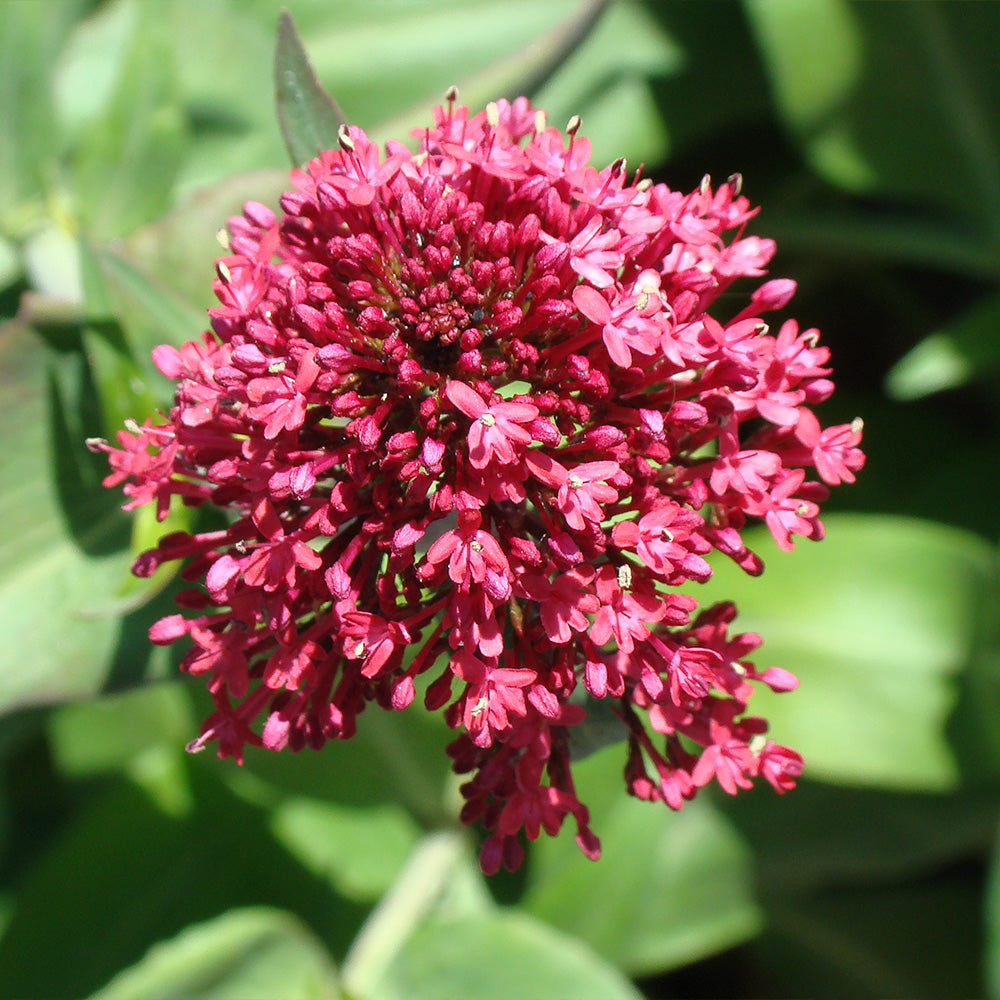 VALÉRIANE DES JARDINS ROUGE PRETTY BETSY AB 
