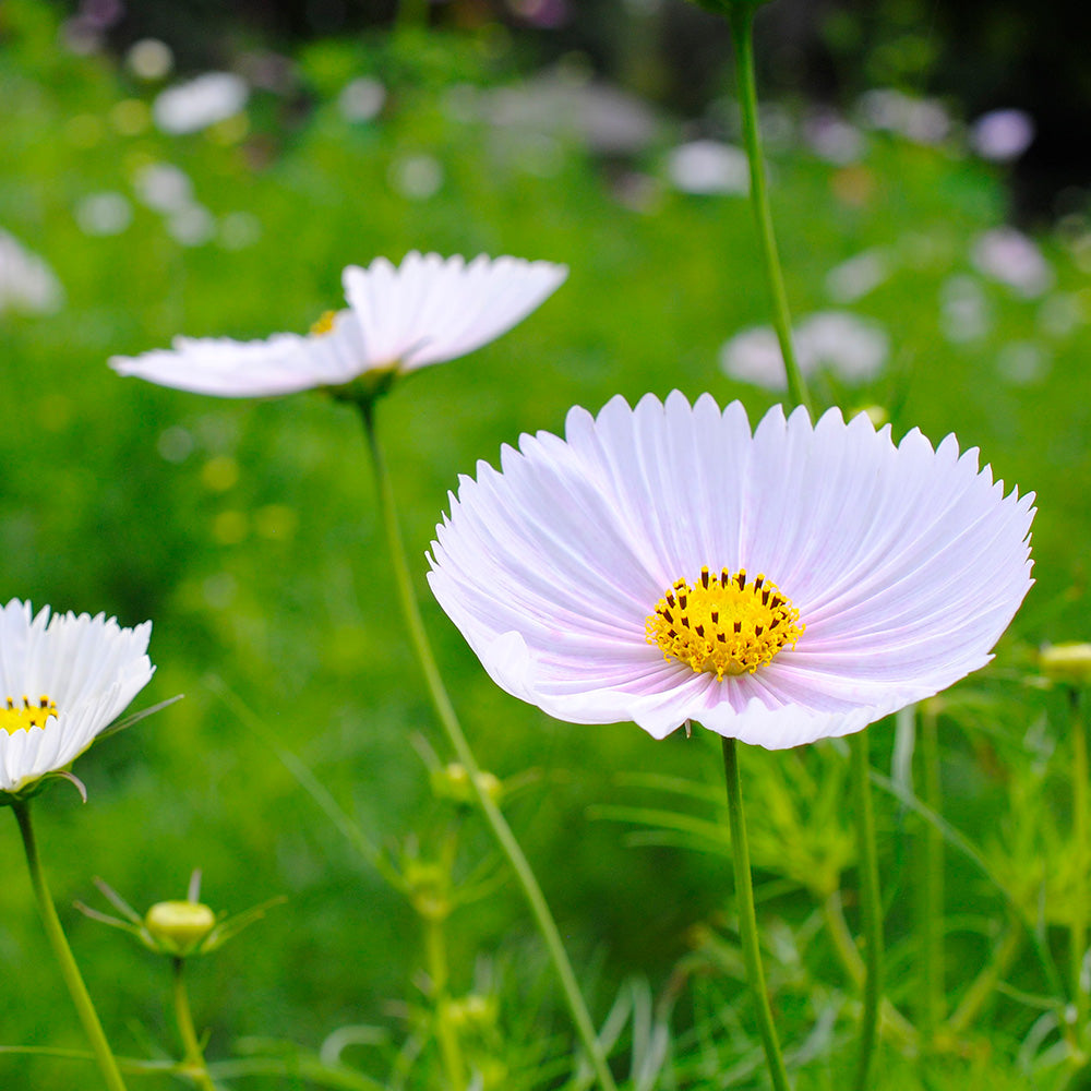 COSMOS CUPSY WHITE AB 