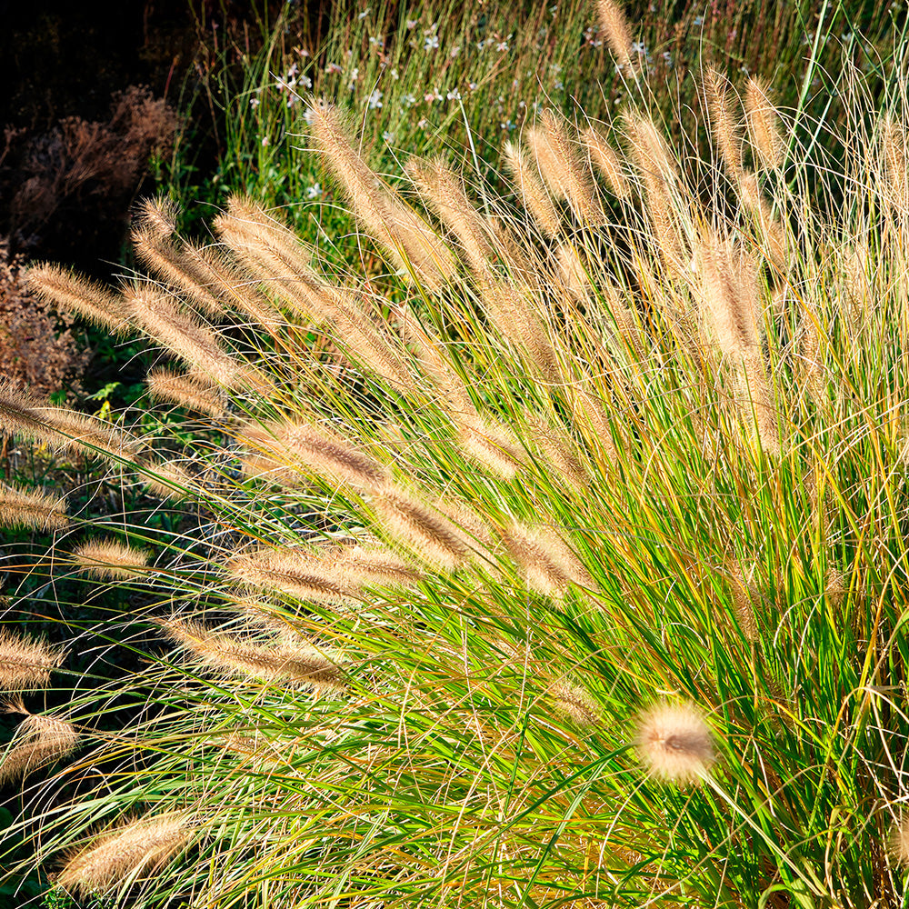 HERBE AUX ÉCOUVILLONS AB 
