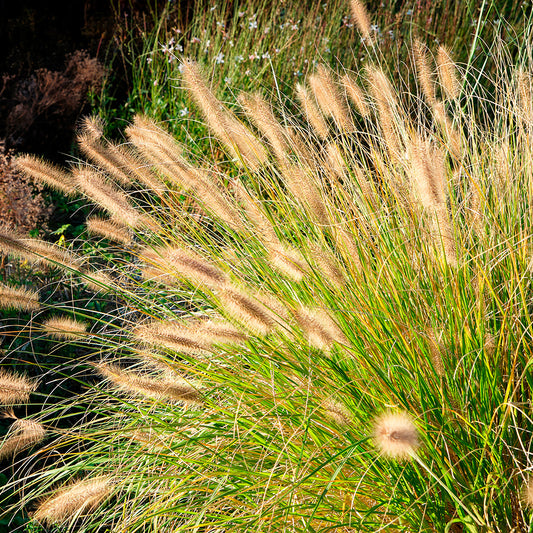 HERBE AUX ÉCOUVILLONS AB 