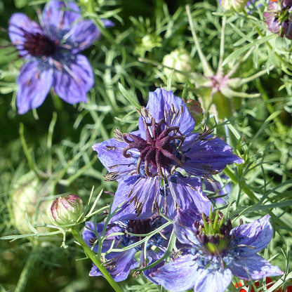 NIGELLE D'ESPAGNE MIDNIGHT AB 
