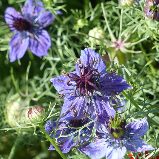 NIGELLE D'ESPAGNE MIDNIGHT AB 