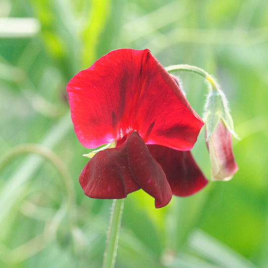 POIS DE SENTEUR ROUGE WINSTON CHURCHILL AB 