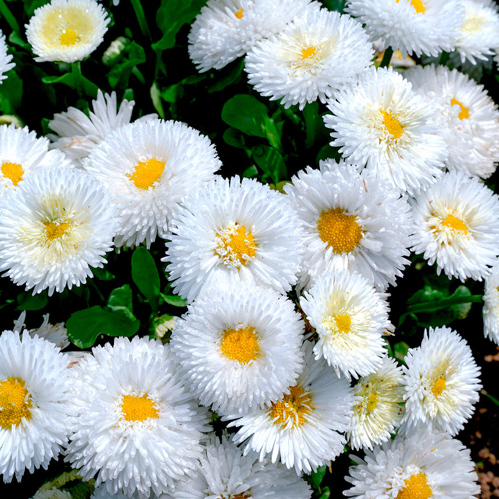 REINE MARGUERITE MATSUMOTO BLANCHE AB 