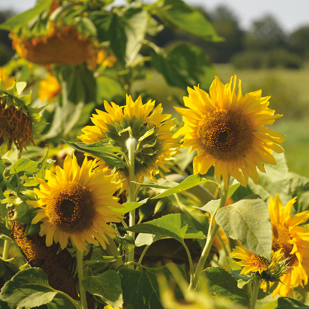 TOURNESOL NAIN PAQUITO LEMON AB 