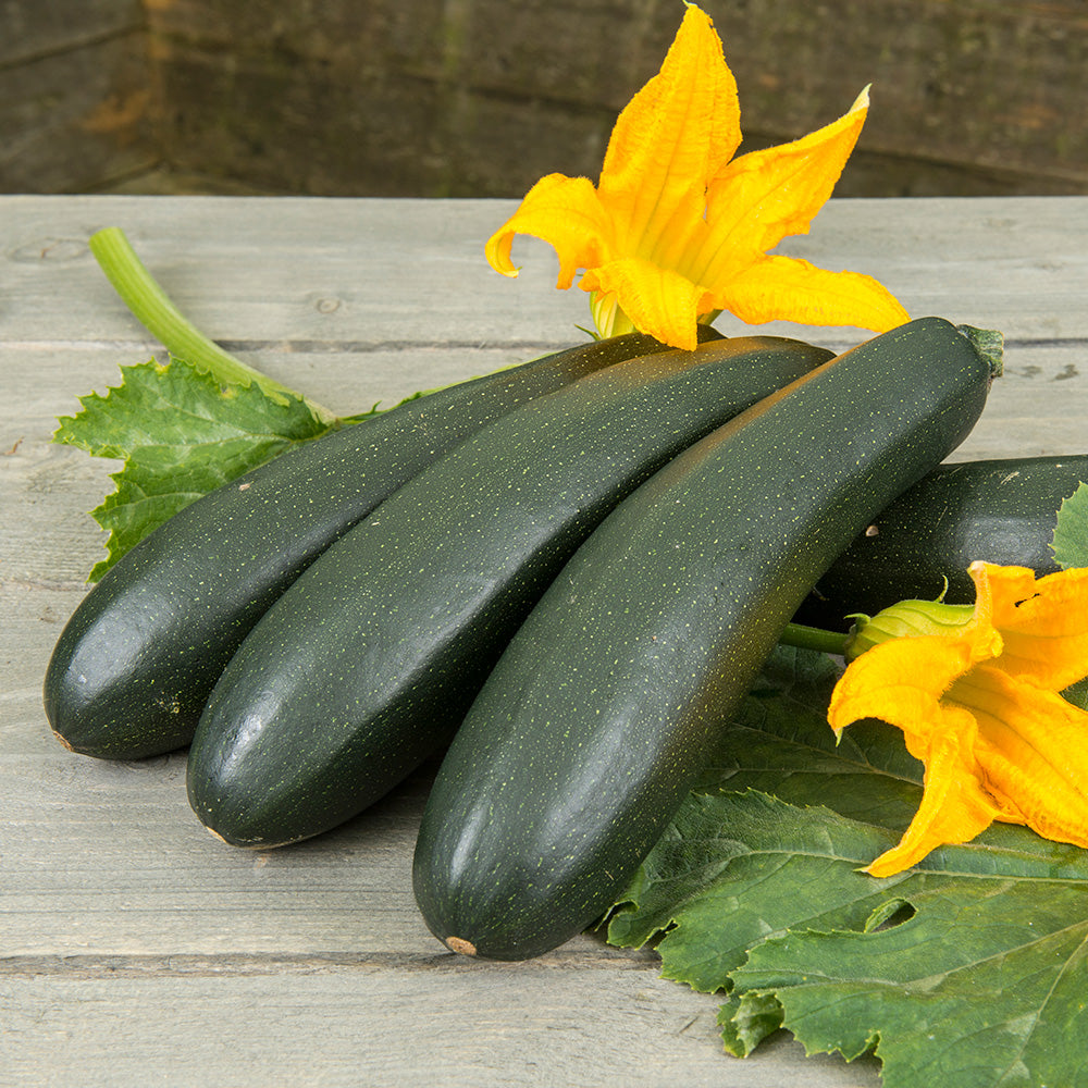 COURGETTE GRIMPANTE OLA ESCALADORA AB 