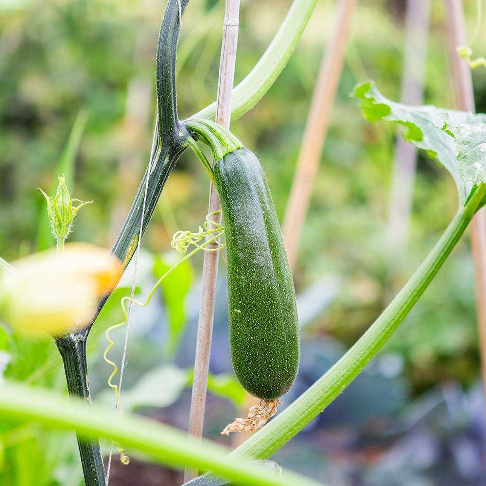 COURGETTE GRIMPANTE OLA ESCALADORA AB 
