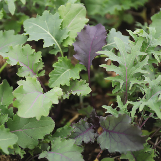 JEUNES POUSSES BABYKALE EN MELANGE AB 