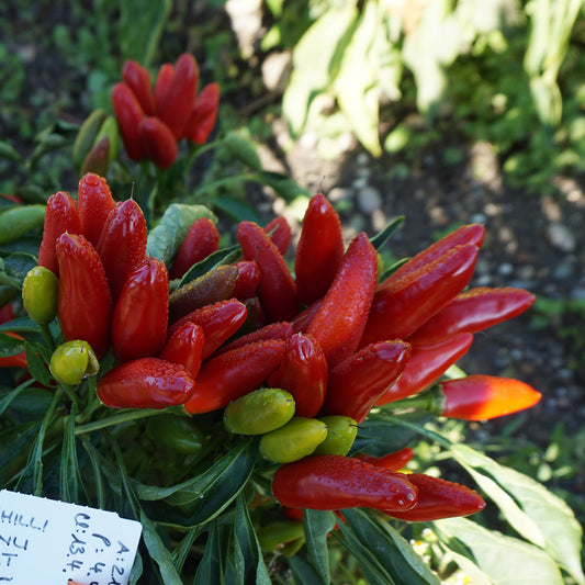 PIMENT FIORENTINO AB 