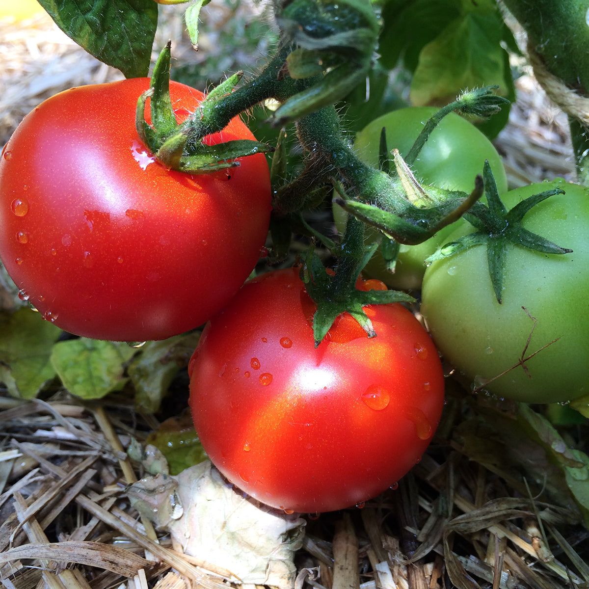 TOMATE DE BALCON BOGUS FRUCHTA AB 