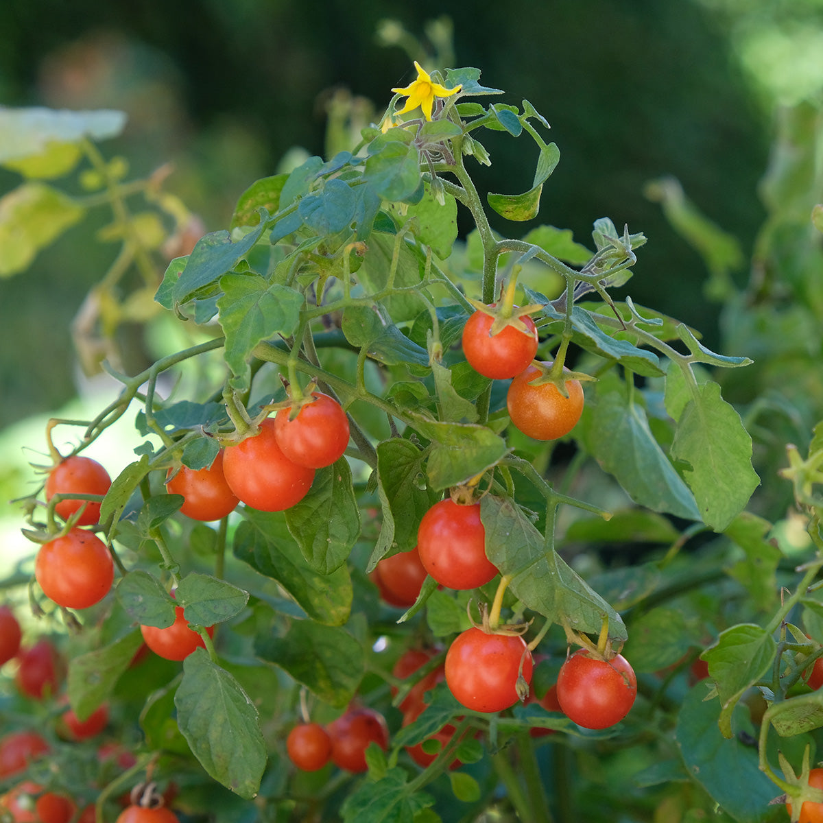 TOMATE DE BALCON STERNTALER AB 