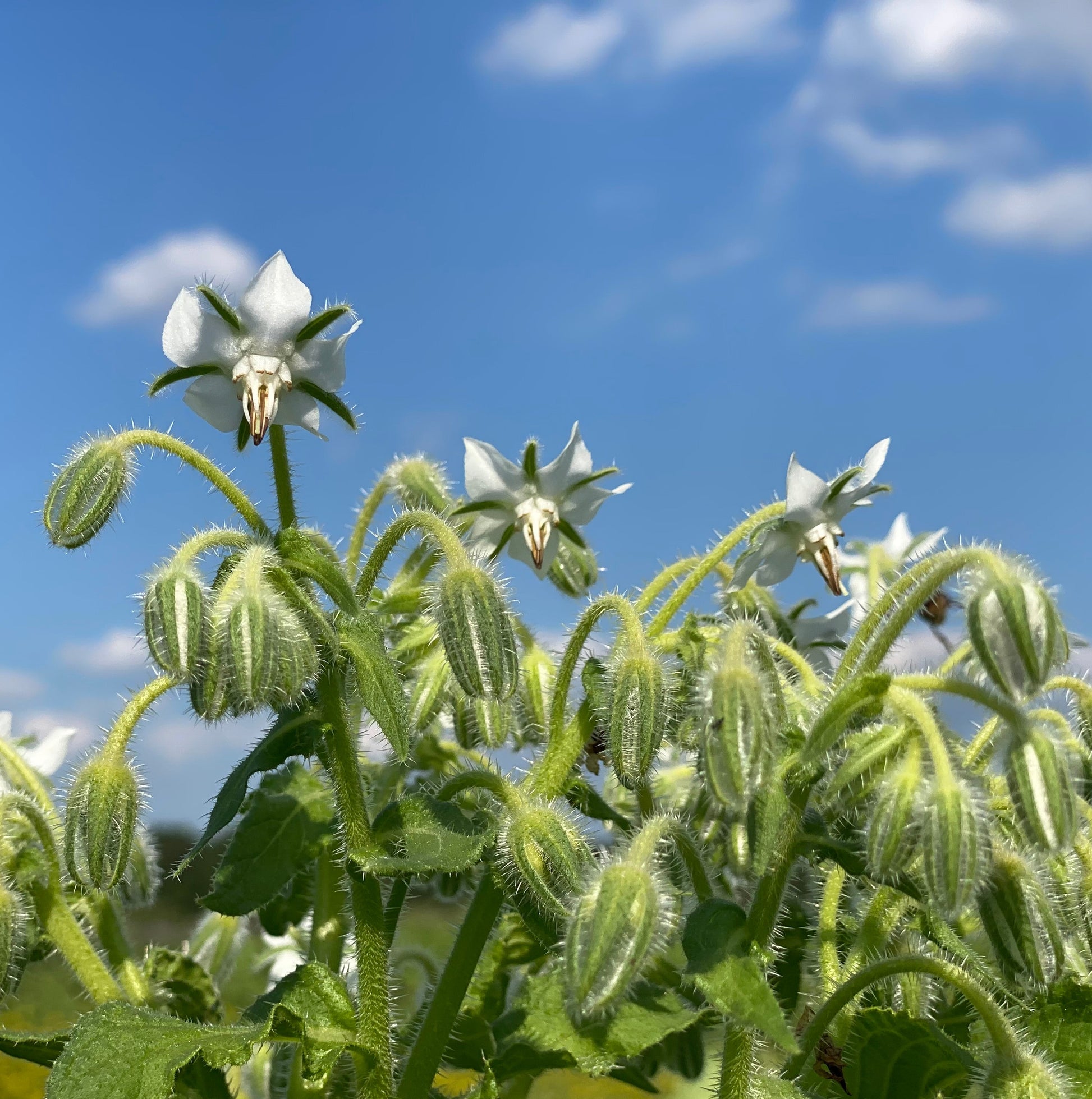 BOURRACHE BLANCHE AB 