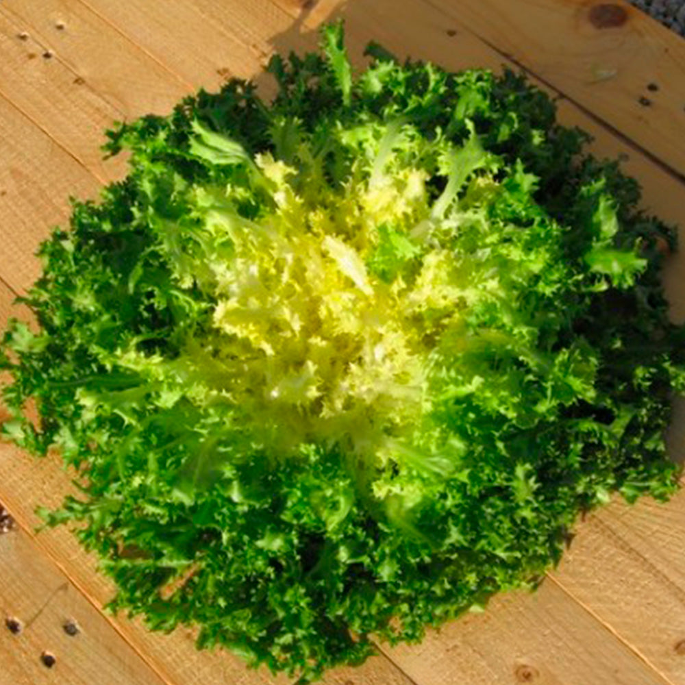 CHICORÉE FRISÉE D'OLIVET AB 