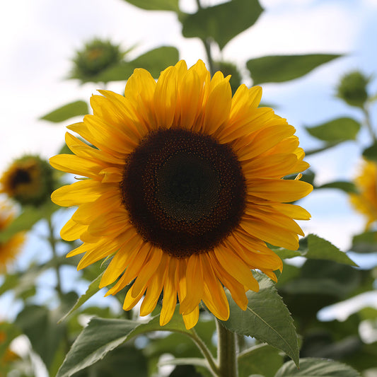 TOURNESOL À FLEUR GÉANTE AB 