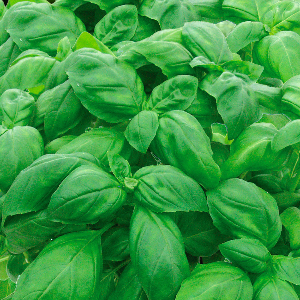 BASILIC GUSTOSA AB 