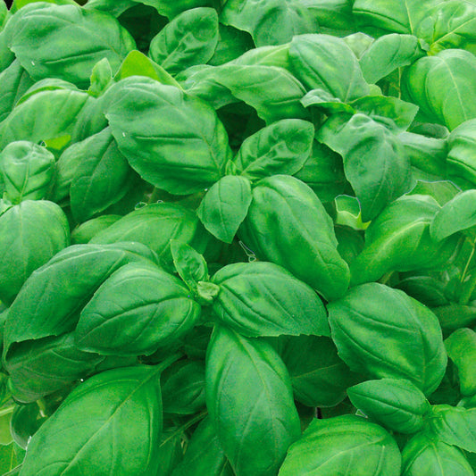 BASILIC GUSTOSA AB 