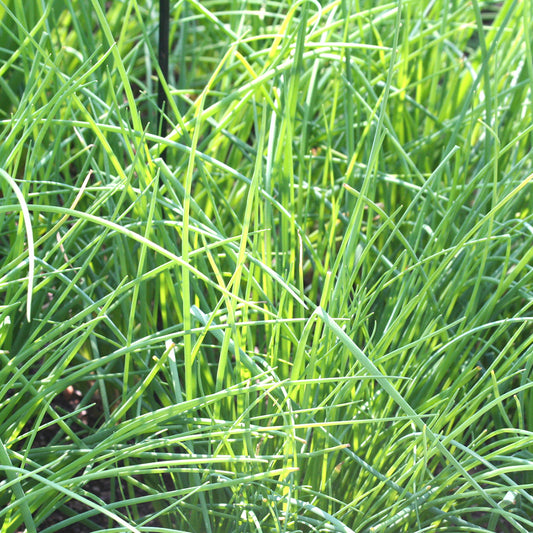 CIBOULETTE POLYVERT AB 