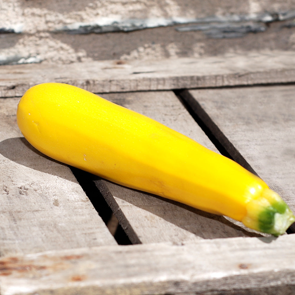 COURGETTE JAUNE GOLDENA AB 