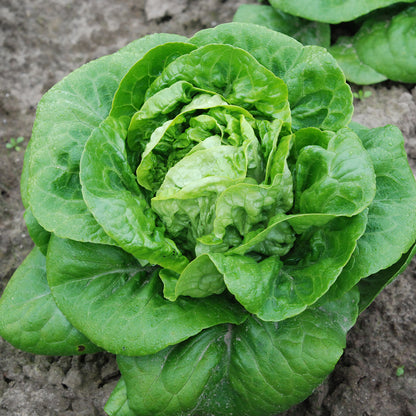 LAITUE CŒUR DE ROMAINE MAUREEN AB 