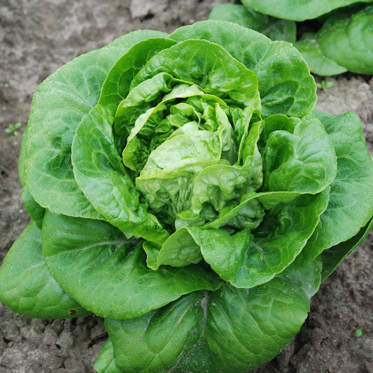 LAITUE CŒUR DE ROMAINE MAUREEN AB 
