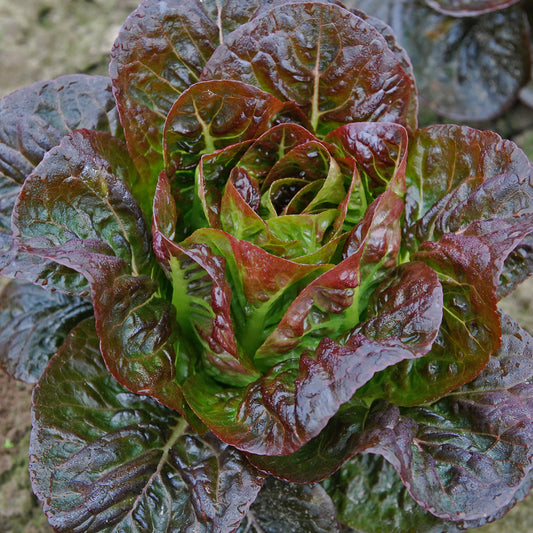 LAITUE CŒUR DE ROMAINE ROUGE OVIRED AB 