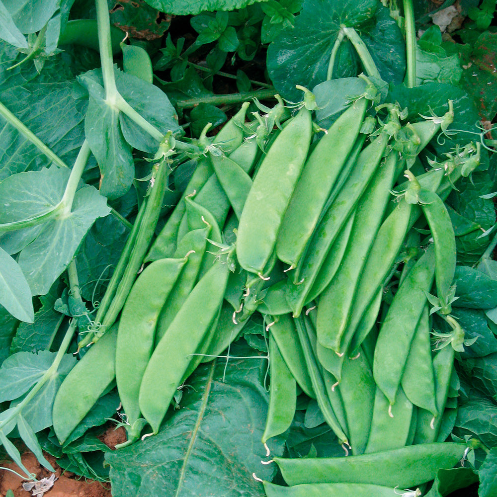 POIS MANGETOUT NAIN DELIKATA  AB 