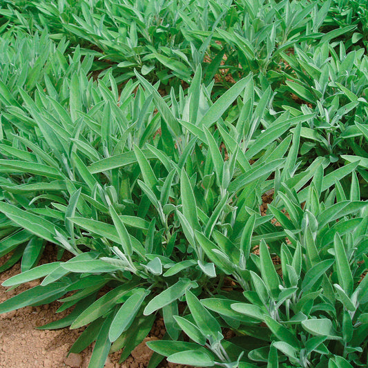 SAUGE OFFICINALE CERES AB 