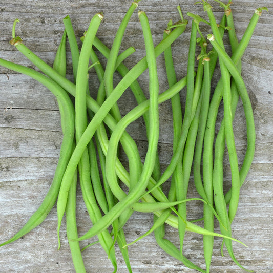 HARICOT NAIN MANGETOUT DELINEL AB 