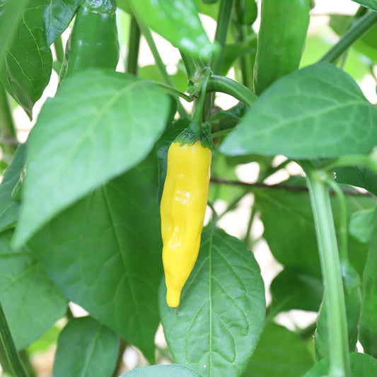 PIMENT LEMON DROP AB 