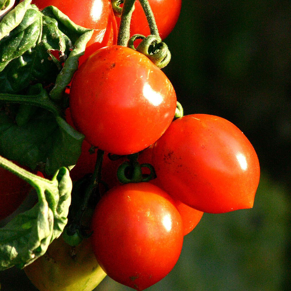 TOMATE RUTHJE AB 
