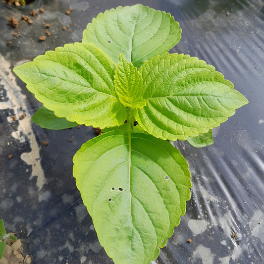 GREEN PERILLA OR SHISO AB